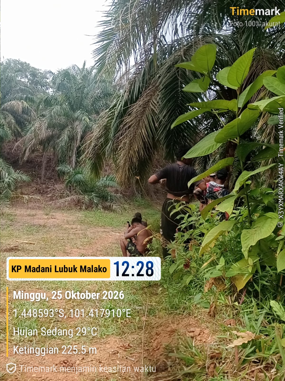Koperasi Produsen Madani Lubuk Malako Laksanakan Kegiatan Operasional Perkebunan Kelapa Sawit