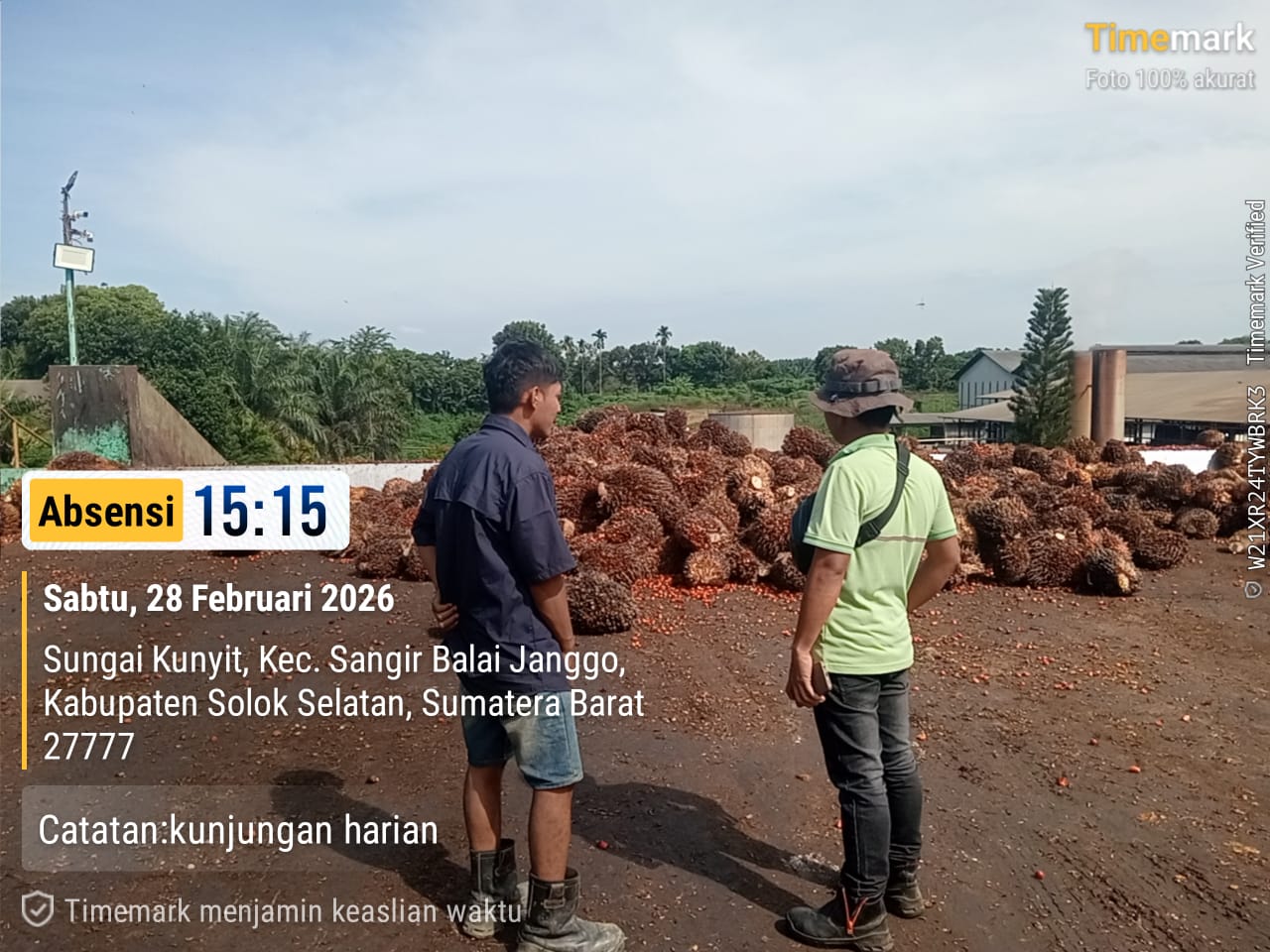 Mandor Panen Melakukan Tinjauan Ke Sortasi TBS