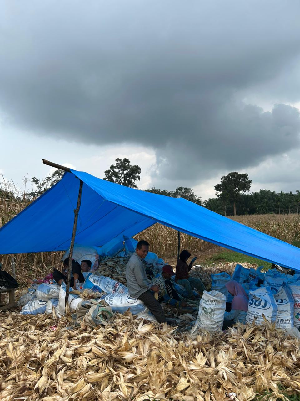 Petani Mitra Mulai Panen Jagung Ronde Kedua Program Ketahanan Pangan BUMNag Madani Lubuk Malako