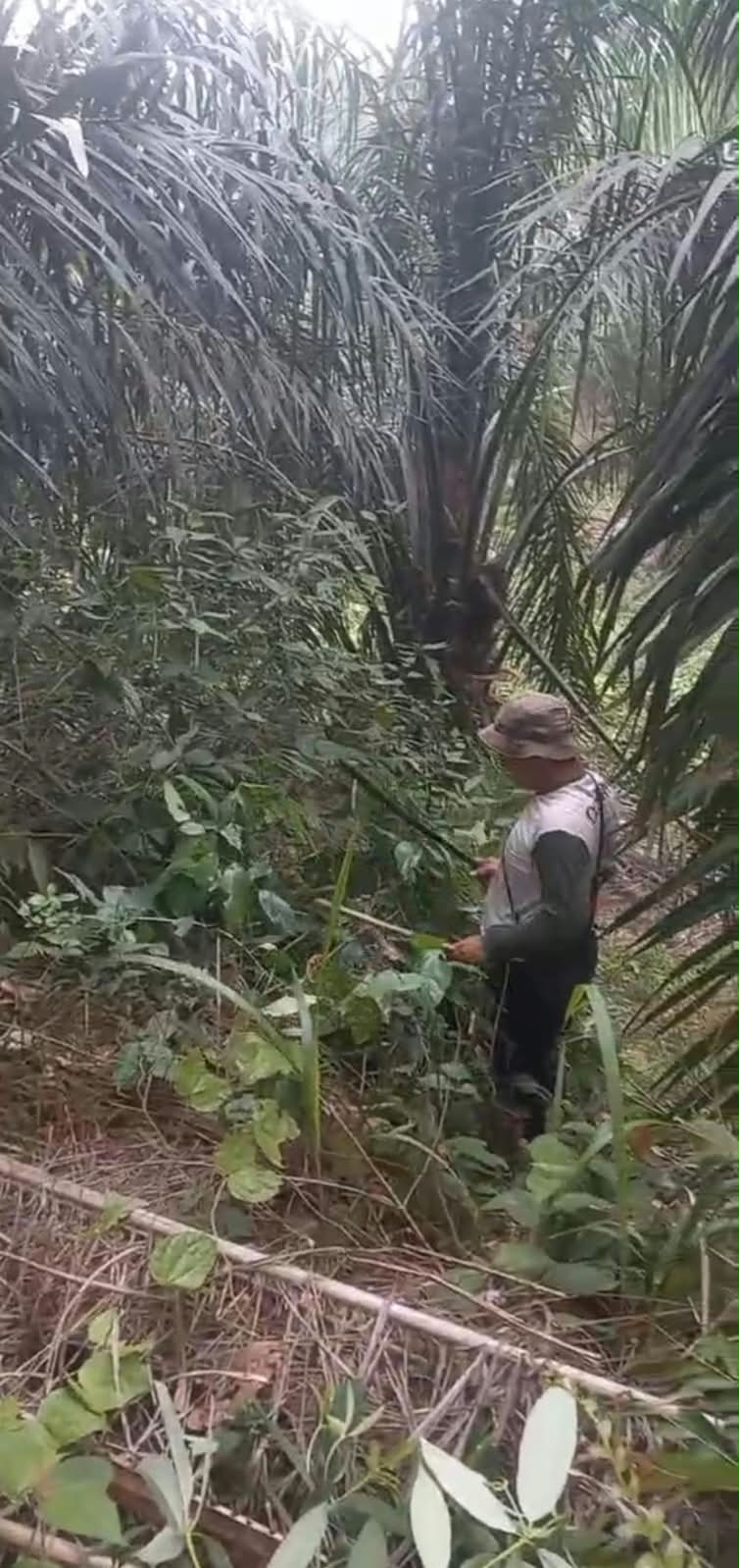 Koperasi Produsen Madani Lubuk Malako Laksanakan Kegiatan Operasional Perkebunan Kelapa Sawit