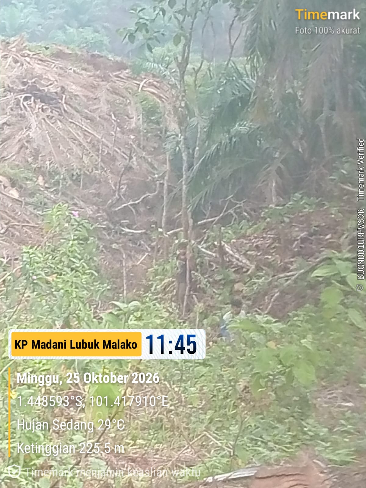 Koperasi Produsen Madani Lubuk Malako Laksanakan Kegiatan Operasional Perkebunan Kelapa Sawit