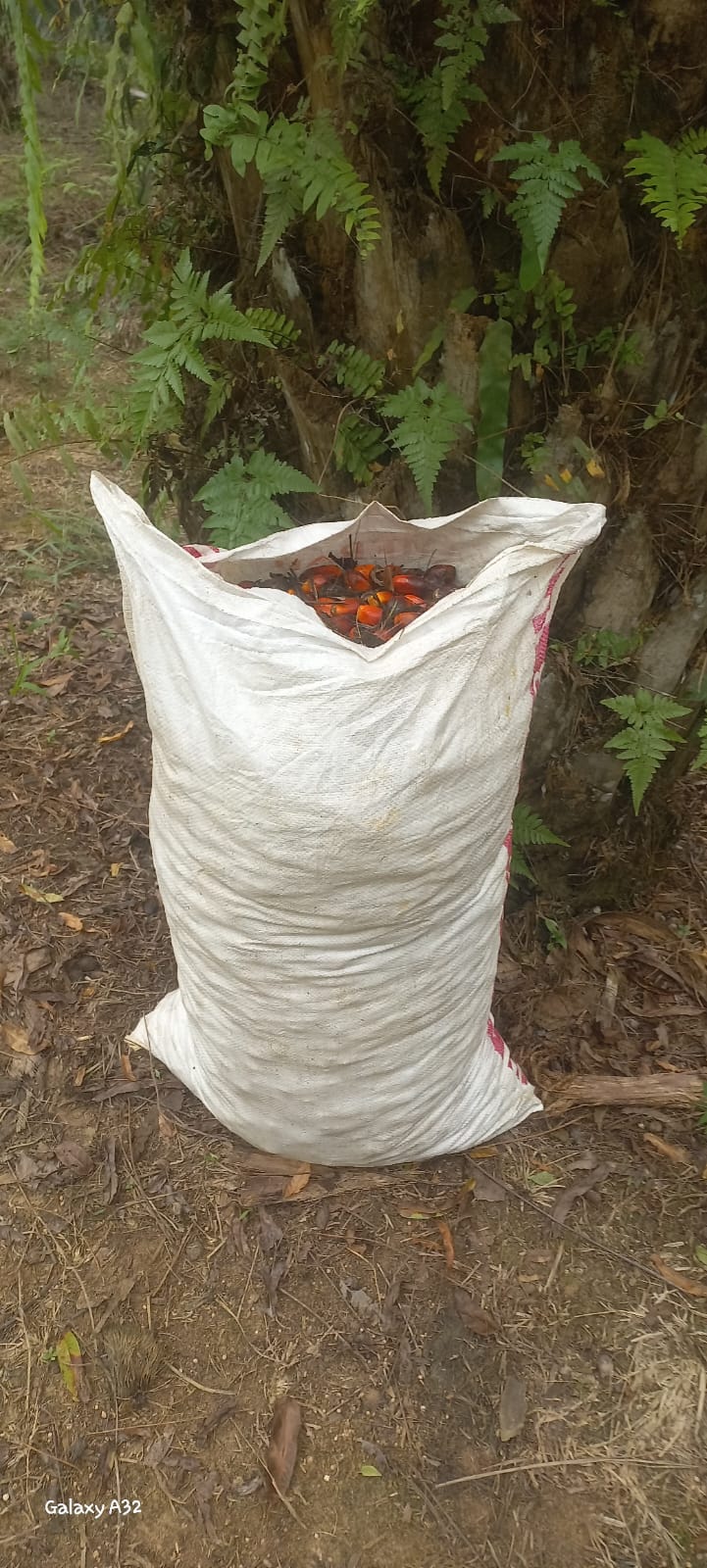 Koperasi Produsen Madani Lubuk Malako Laksanakan Kegiatan Operasional Perkebunan Kelapa Sawit